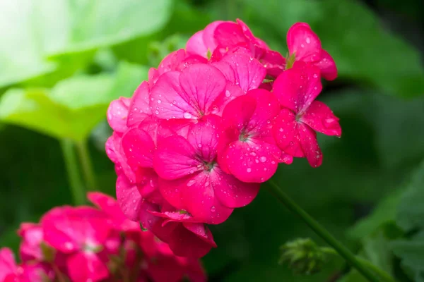 L'image de fond des fleurs colorées — Photo