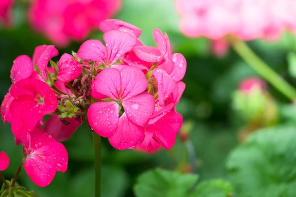 L'image de fond des fleurs colorées — Photo