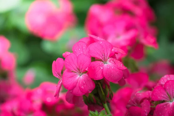 Фоновое изображение красочных цветов — стоковое фото