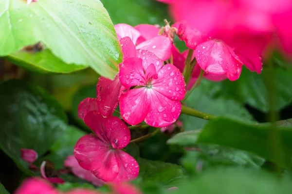 Renkli çiçeklerin arkaplan resmi