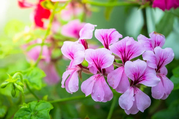 L'image de fond des fleurs colorées Images De Stock Libres De Droits