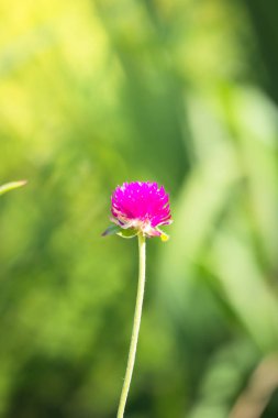 Renkli çiçeklerin arkaplan resmi
