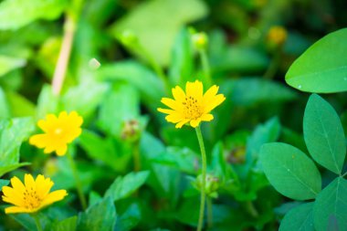 Renkli çiçeklerin arkaplan resmi