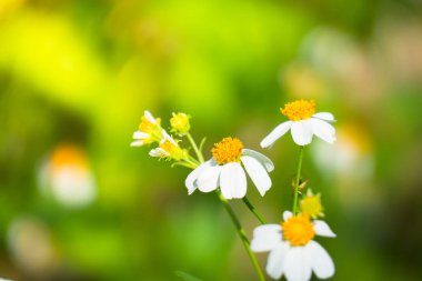 Renkli çiçeklerin arkaplan resmi