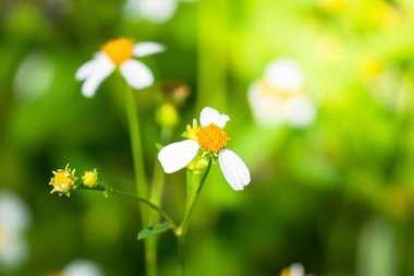 Renkli çiçeklerin arkaplan resmi