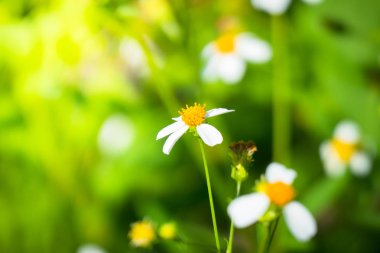 Renkli çiçeklerin arkaplan resmi