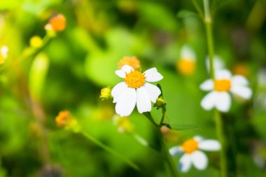 Renkli çiçeklerin arkaplan resmi