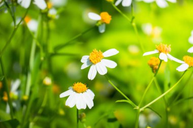 Renkli çiçeklerin arkaplan resmi