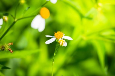 Renkli çiçeklerin arkaplan resmi