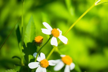 Renkli çiçeklerin arkaplan resmi