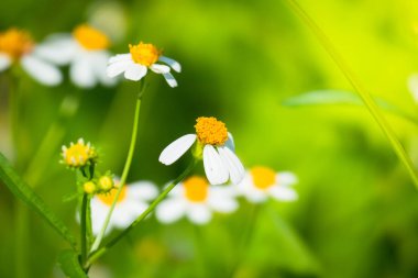 Renkli çiçeklerin arkaplan resmi