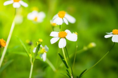 Renkli çiçeklerin arkaplan resmi