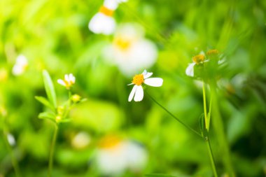 Renkli çiçeklerin arkaplan resmi