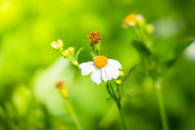 Renkli çiçeklerin arkaplan resmi
