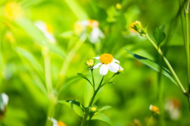 Renkli çiçeklerin arkaplan resmi