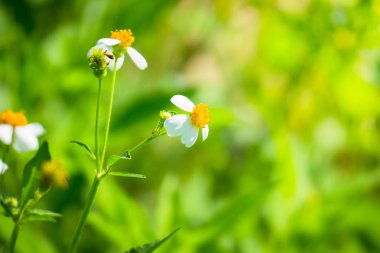 Renkli çiçeklerin arkaplan resmi