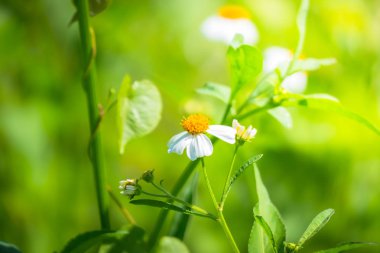 Renkli çiçeklerin arkaplan resmi