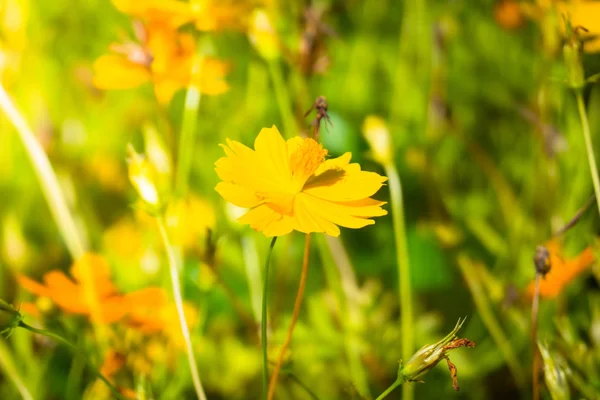 La imagen de fondo de las flores de colores — Foto de Stock