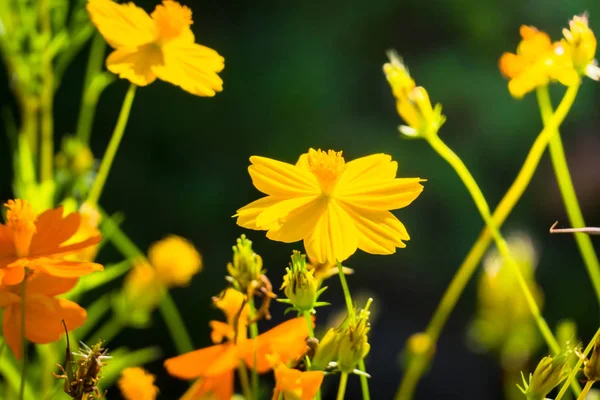 De achtergrond afbeelding van de kleurrijke bloemen — Stockfoto