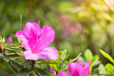 Renkli çiçeklerin arkaplan resmi