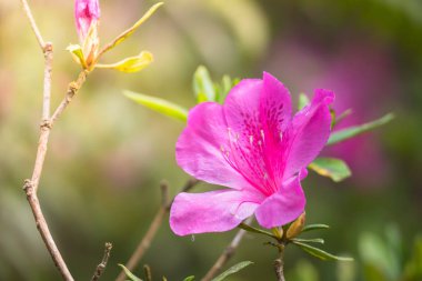 Renkli çiçeklerin arkaplan resmi