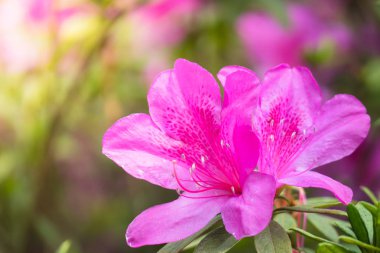 Renkli çiçeklerin arkaplan resmi