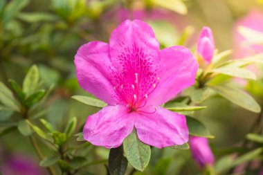 Renkli çiçeklerin arkaplan resmi