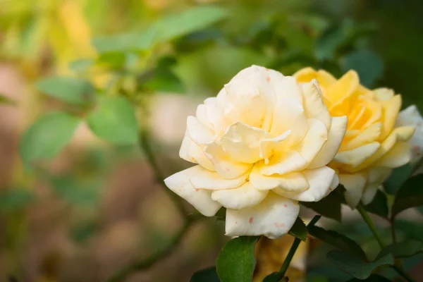 Rosas en el jardín — Foto de Stock