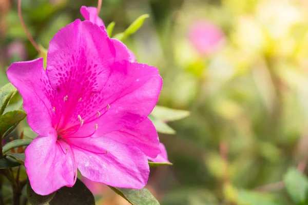 Renkli çiçeklerin arkaplan resmi