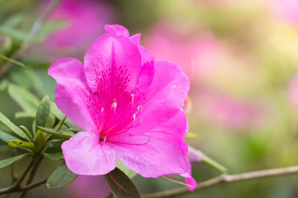 Das Hintergrundbild der bunten Blumen — Stockfoto