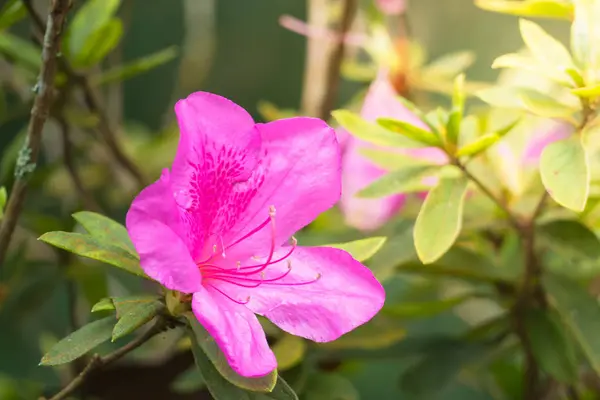 Das Hintergrundbild der bunten Blumen — Stockfoto