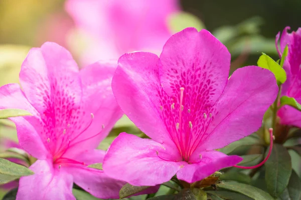 Renkli çiçeklerin arkaplan resmi