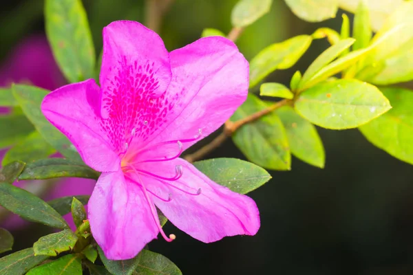 Renkli çiçeklerin arkaplan resmi