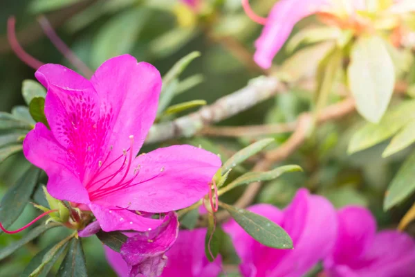 Renkli çiçeklerin arkaplan resmi