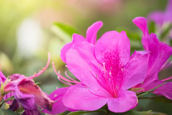 Renkli çiçeklerin arkaplan resmi