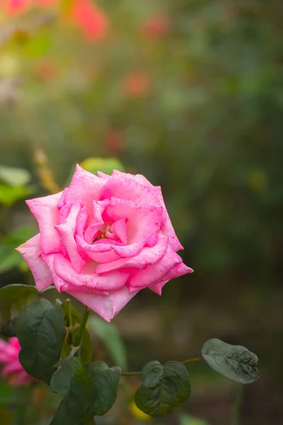 Roses in the garden — Stock Photo, Image