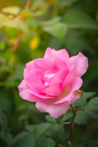 Rosen im Garten — Stockfoto