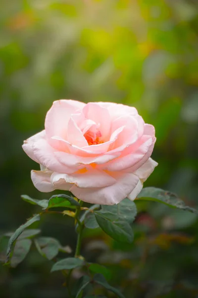 Roses in the garden — Stock Photo, Image