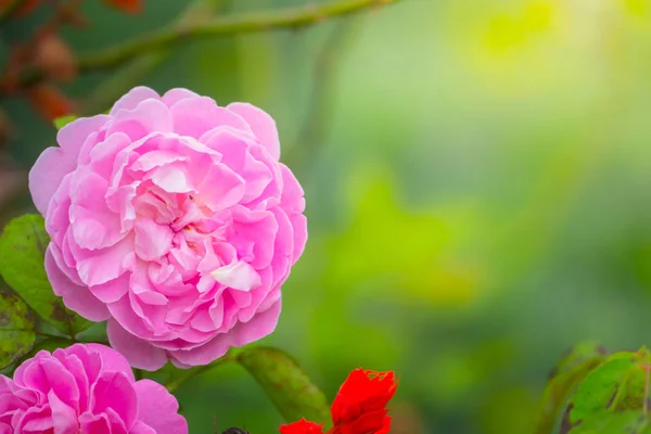 Ruusut puutarhassa — kuvapankkivalokuva