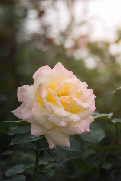 Rosas en el jardín — Foto de Stock