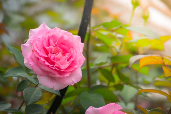 Rosas en el jardín — Foto de Stock