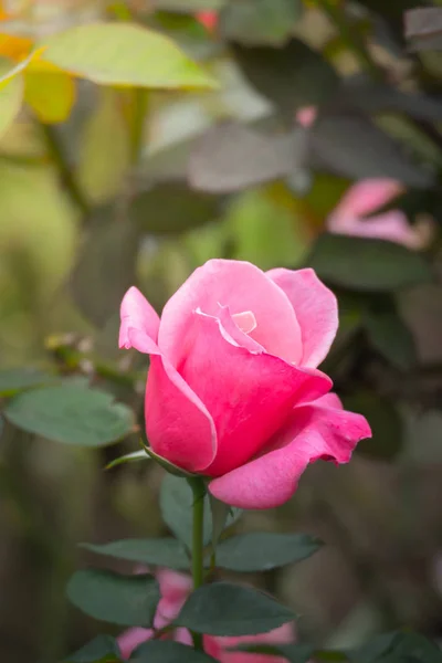 Roses in the garden — Stock Photo, Image