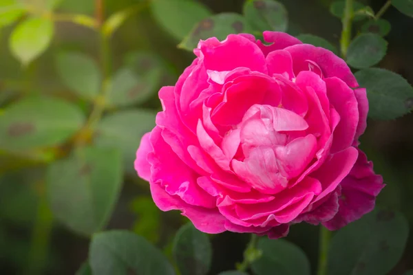 Rosas en el jardín — Foto de Stock