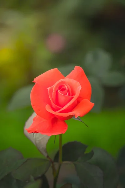 Rosas no jardim — Fotografia de Stock