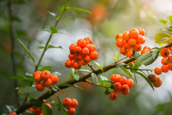 Coffee beans ripening on tree in North of thailand — Stock Photo, Image