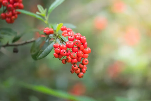 Coffee beans ripening on tree in North of thailand — Stock Photo, Image