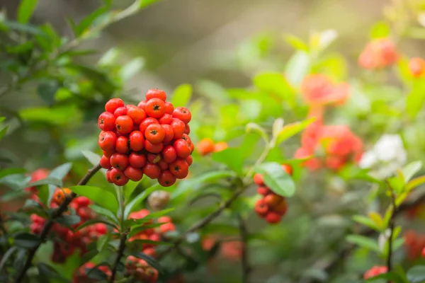 Coffee beans ripening on tree in North of thailand — Stock Photo, Image