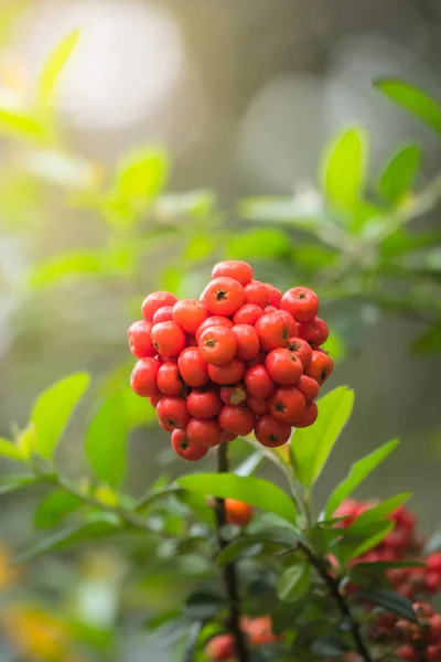 Coffee beans ripening on tree in North of thailand — Stock Photo, Image