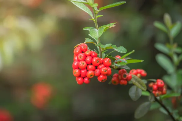 Coffee beans ripening on tree in North of thailand — Stock Photo, Image