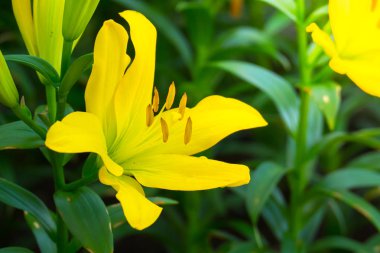 Renkli çiçeklerin arkaplan resmi